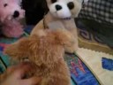 Webkinz Adventures 3 Pt.1: Halloween Haunt:Halloween Edition