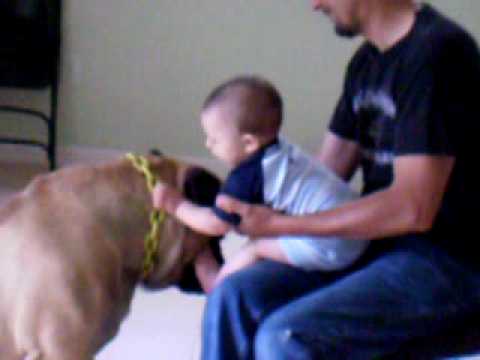 bullmastiff
