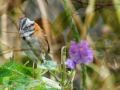 Naturaleza, aves y... Ver video