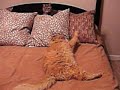 \"Pillow Talk 2\" starring Big Red \"Pillow Talk 2\" starring Big Red