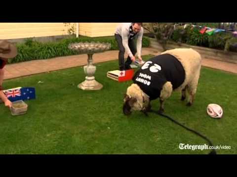 Sonny, het helderziende schaap