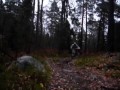 Pungsvett i Liding�s skogar
