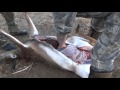 Field Dressing a whitetail deer