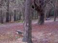 videos de Quadding in Piccadilly Woods