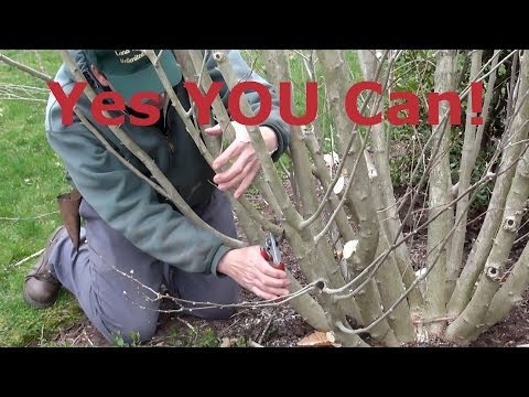 how to transplant a rose of sharon