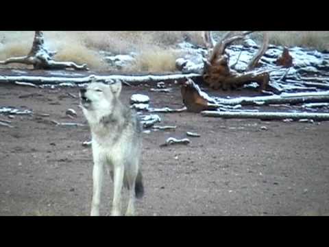 Gray Wolf