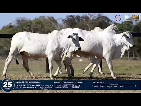 1� DE OLHO NA FAZENDA NELORE SESMARIAS