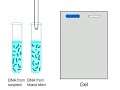 DNA Fingerprinting