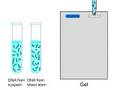 DNA Fingerprinting