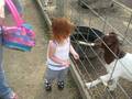 alli feeding goats