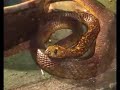 expozitia de reptile - Sibiu 2008