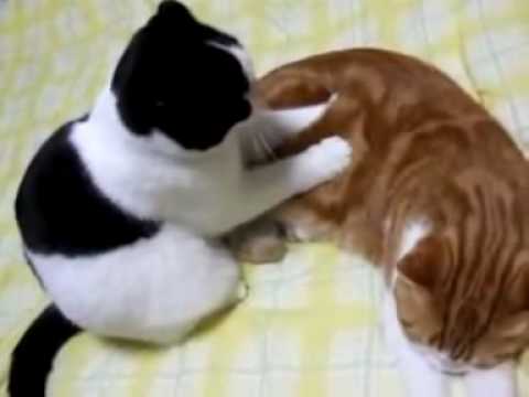Lindo gatito experto en masajes de relajación - Humor