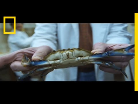 Soft-Shell Crabs Created On Demand?