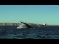 Desprolijo resumen de un viaje a la peninsula Valdes.