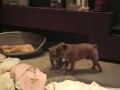 Pida & Luly vs Oby.mp4
