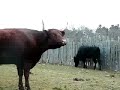 The herd : : recruitment video The herd : : recruitment video