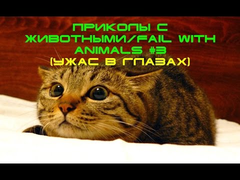 Лучшие приколы с животными за неделю