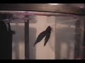 oscer my fish happy in his 1.5g tank.