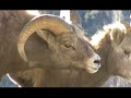 Ruby Mountain Bighorn Sheep Vol 3