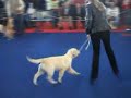 Puppies in Jerez Show