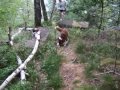 Shepherd in the woods Shepherd in the woods
