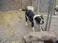 Bulldog Alapaha de Sangre Azul video