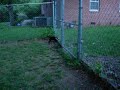 Determined Dog Determined Dog