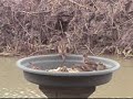Bird Feeder (Green Jay, Kiskadee and...)