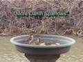 Bird Feeder (Green Jay, Kiskadee and...)