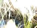 Mudfish Hunt