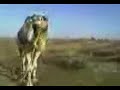 hushtir