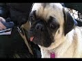 Jurassic Puppies Jurassic Puppies