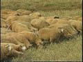 PRODU��O INTENSIVA DE CORDEIROS: CONFINAMENTO