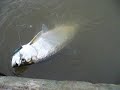 Rio Bayano tarpon fishing