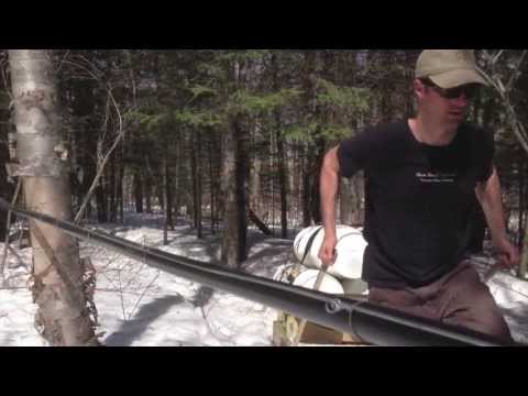 how to harvest birch syrup