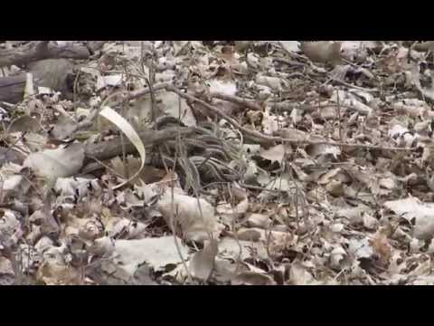 Common Garter Snake mating ball part 1