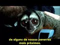 brain control monkey   legendado