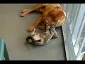 dog and cat love each other to make love