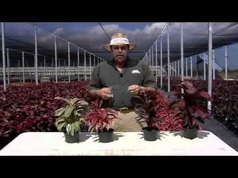 how to plant cordylines