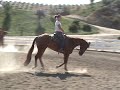 Big, Beautiful Hunter Under Saddle / All-Around Gelding. Points in Jr. Hunter Under Saddle, Started in Showmanship, has a Lead Change, and is ready to show! Currently in training with Dana Hokana. 