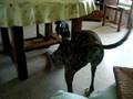 videos de Xena et ALma