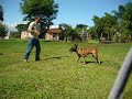 canilcaraibas.com
