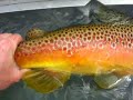 A close up look at an amazing trophy brown trout