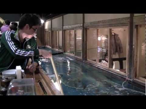 0 photo 0 Japan’s Zauo Restaurants: Catch Your Own Meal picture