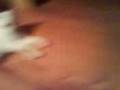 videos de spirit & cookie