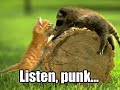 funny-pictures-of-cats-with-captions.html