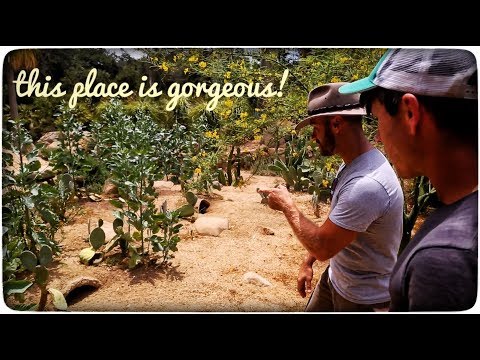 YouTube reptile video