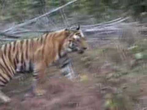 tiger