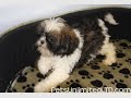 Shih Tzu Puppies