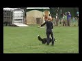 doggydance, heelwork to music, caninefreestyle Twizzle doggydance, heelwork to music, caninefreestyle Twizzle